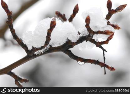 Snow covered tree branch in winter park, closeup