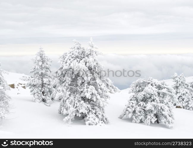 Snow covered tree on Ay Petri mountain at sunset. Ukraine