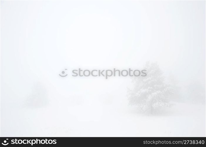 Snow covered tree on Ay Petri mountain in the fog. Ukraine