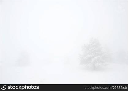 Snow covered tree on Ay Petri mountain in the fog. Ukraine