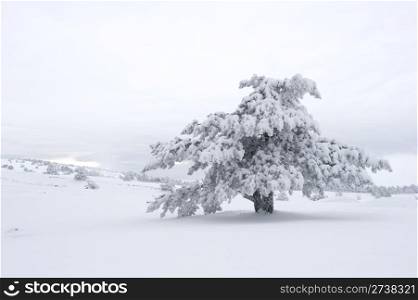 Snow covered tree on Ay Petri mountain. Ukraine