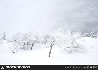 Snow covered tree on Ay Petri mountain. Ukraine