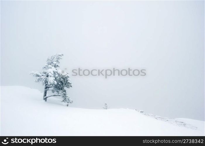 Snow covered tree on the Ay Petri mountain cliff