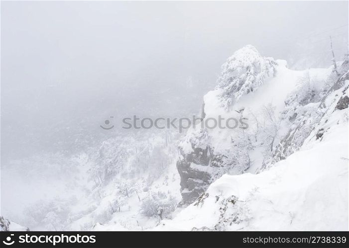 Snow covered tree on the mountain scarp