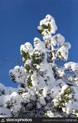 Snow covered tree top