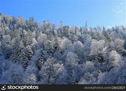 Snow covered tree tops