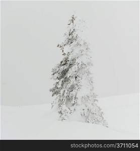 Snow covered tree, Whistler, British Columbia, Canada