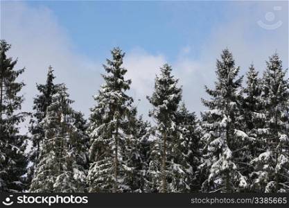 Snow covered trees against a Blue Sky