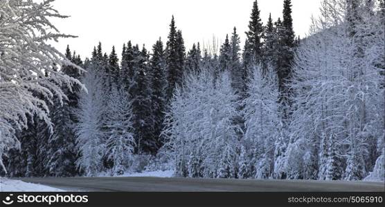 Snow covered trees along a road, Alaska Highway, Northern Rockies Regional Municipality, British Columbia, Canada