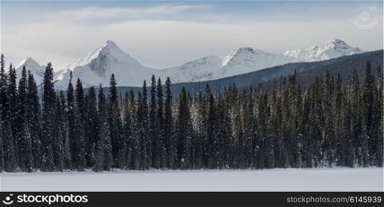 Snow covered trees and mountain in winter, Emerald Lake, Field, British Columbia, Canada
