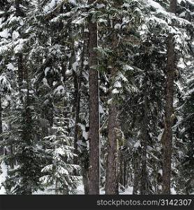 Snow covered trees in a forest, Symphony Amphitheatre, Whistler, British Columbia, Canada