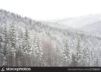 Snow covered trees in Carpathians Mountains. Ukraine