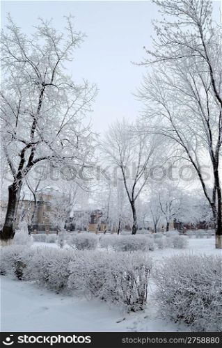 snow-covered trees in city park
