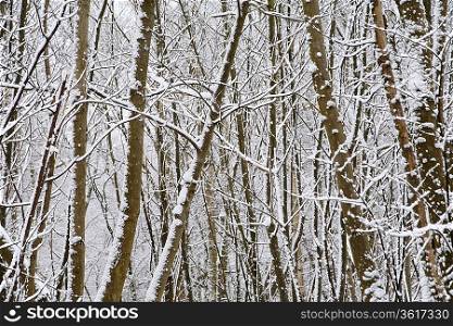 Snow covered trees in Kent England.