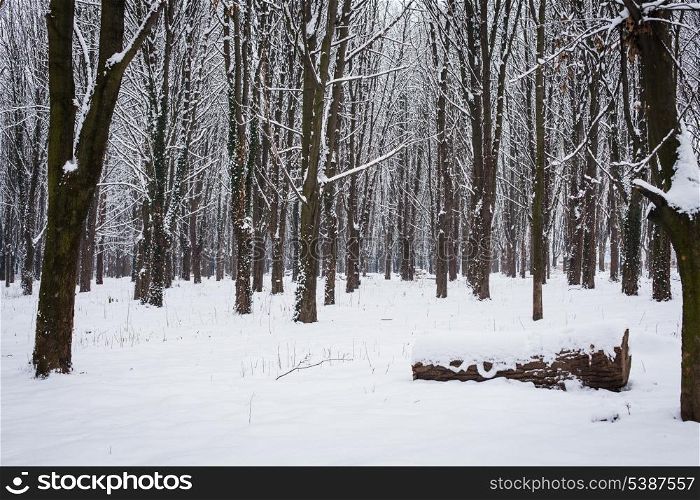 Snow covered trees in the forest in winter
