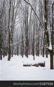 Snow covered trees in the forest in winter