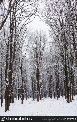 Snow covered trees in the forest in winter. The Winter forest