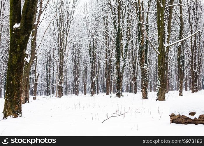 Snow covered trees in the forest in winter. The Winter forest