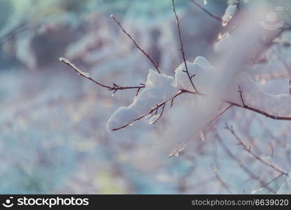 Snow covered trees in the winter forest