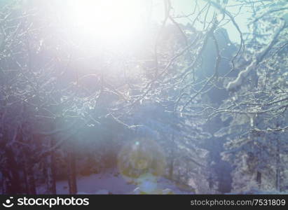 Snow covered trees in the winter forest