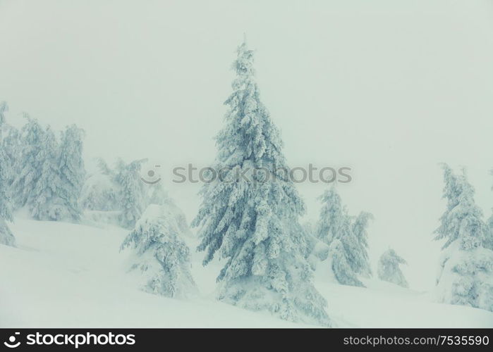 Snow covered trees in the winter forest