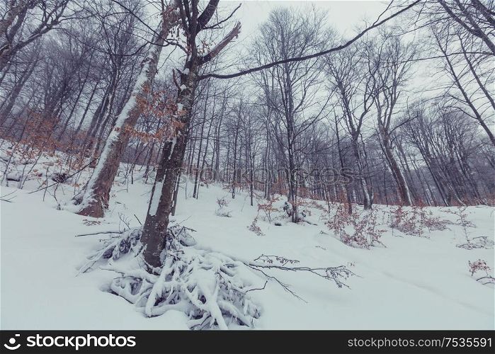 Snow covered trees in the winter forest
