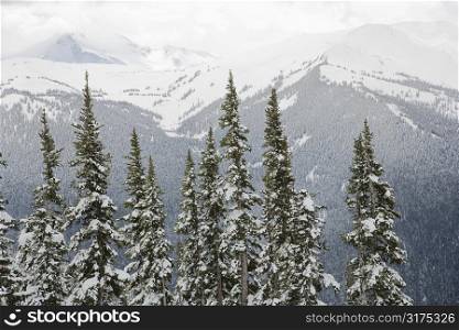 Snow covered trees in Whistler, Canada.
