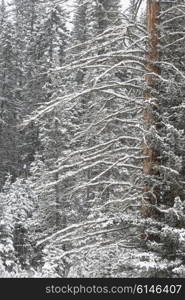 Snow covered trees in winter, Banff National Park, Alberta, Canada
