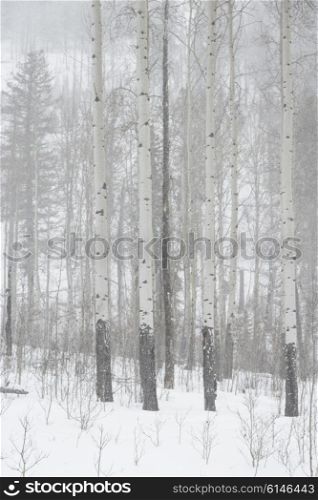Snow covered trees in winter, Banff National Park, Alberta, Canada