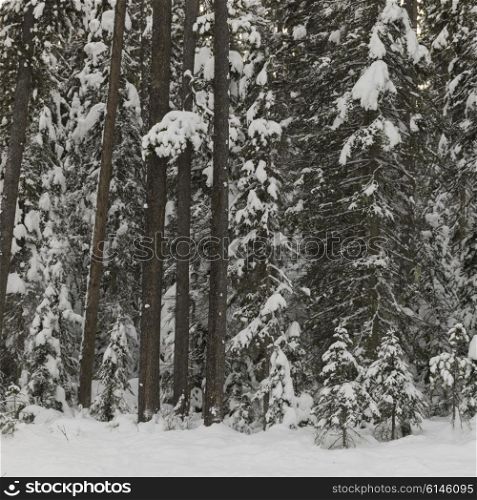 Snow covered trees in winter, Emerald Lake, Yoho National Park, British Columbia, Canada