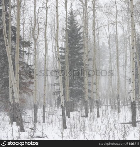 Snow covered trees in winter, Johnson Canyon, Banff National Park, Alberta, Canada
