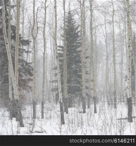 Snow covered trees in winter, Johnson Canyon, Banff National Park, Alberta, Canada