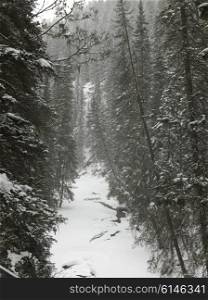 Snow covered trees in winter, Johnston Canyon, Banff National Park, Alberta, Canada