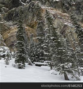 Snow covered trees, Lake Louise, Banff National Park, Alberta, Canada