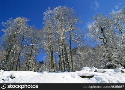 Snow covered trees on a sunny day