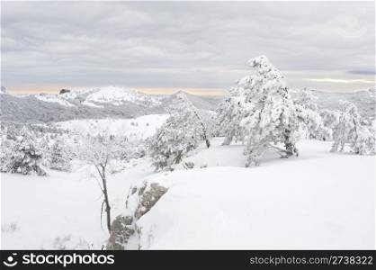 Snow covered trees on Ay Petri mountain at sunset. Ukraine