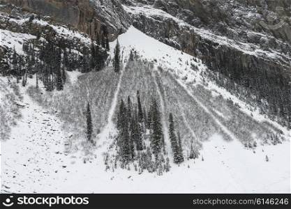 Snow covered trees on mountain, Lake Louise, Banff National Park, Alberta, Canada