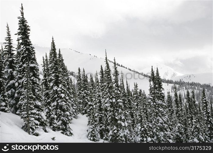 Snow covered trees on side of mountain.