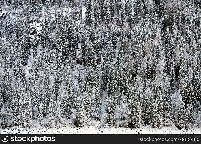 Snow-covered trees on the side of a mountain, in Northern Italy