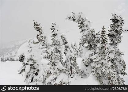 Snow covered trees, Symphony Amphitheatre, Whistler, British Columbia, Canada