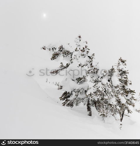 Snow covered trees, Symphony Amphitheatre, Whistler, British Columbia, Canada