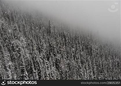 Snow covered trees, Whistler, British Columbia, Canada