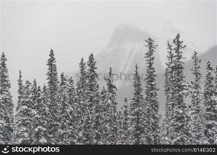 Snow covered trees with mountain in background, Johnson Canyon, Banff National Park, Alberta, Canada