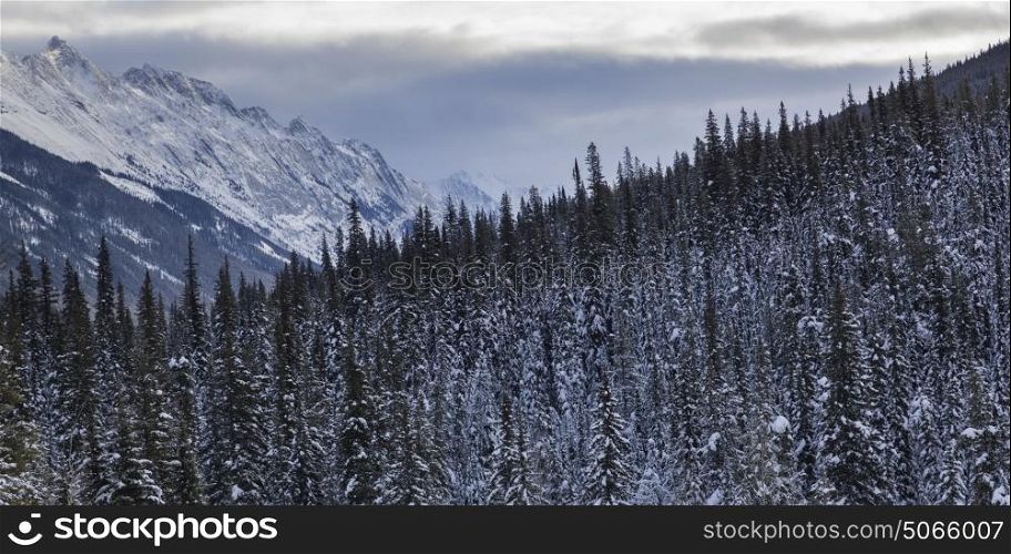 Snow covered trees with mountain in the background, Maligne Lake, Highway 16, Yellowhead Highway, Jasper, Jasper National Park, Alberta, Canada