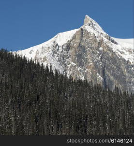 Snow covered trees with mountain in winter, Emerald Lake, Field, British Columbia, Canada