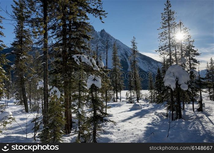 Snow covered trees with mountain in winter, Emerald Lake, Field, British Columbia, Canada