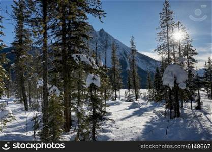 Snow covered trees with mountain in winter, Emerald Lake, Field, British Columbia, Canada