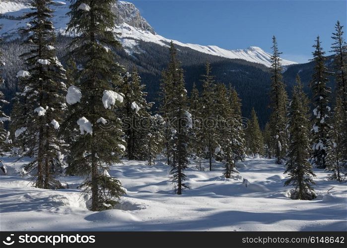 Snow covered trees with mountain in winter, Field, British Columbia, Canada
