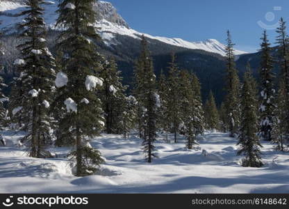 Snow covered trees with mountain in winter, Field, British Columbia, Canada