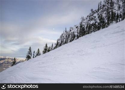 Snow covered trees with mountain in winter, Kicking Horse Mountain Resort, Golden, British Columbia, Canada